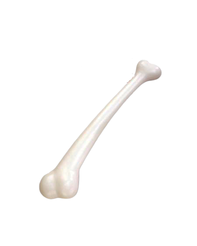 עצם גדולה לאדם הקדמון ועוד