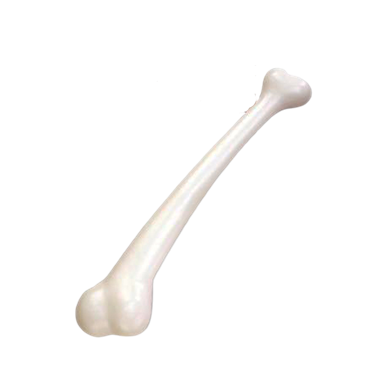 עצם גדולה לאדם הקדמון ועוד : image 1 עצם גדולה לאדם הקדמון ועוד : image 1